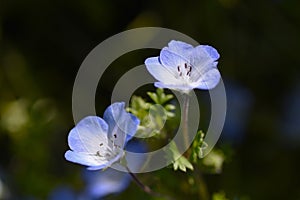 Nemophila. Baby Blue Eyes ( Nemophila Menziesii ) flowers.