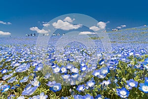 Nemophila, blue flowers field