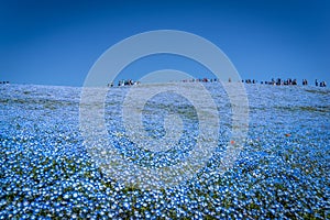 Nemophila Delight in spring