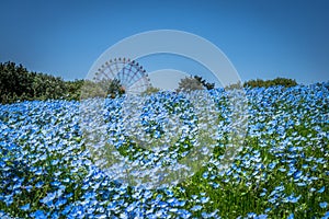 Nemophila Delight in spring