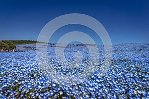 Nemophila Delight in spring