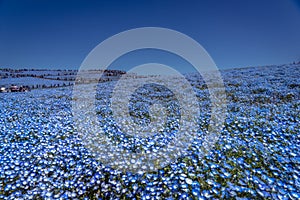 Nemophila Delight in spring