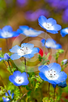 Nemophila flower field photo