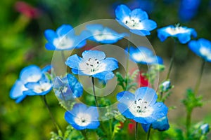 Nemophila flower field photo