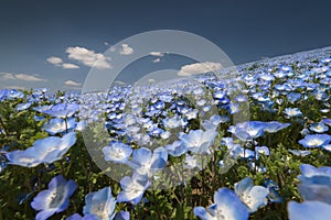 Nemophila flower field photo