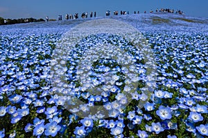 Nemophila flower field in full bloom, Japan