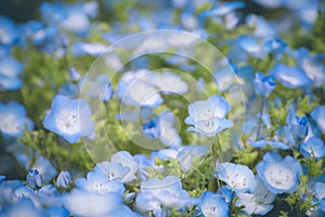 Nemophila, flower field at Hitachi Seaside Park in spring, Japan