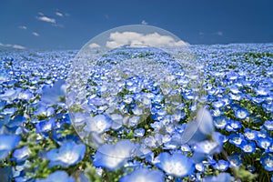 Nemophila, flower field at Hitachi Seaside Park photo