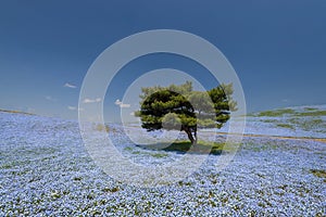 Nemophila flower filed at Hitachi Seaside Park