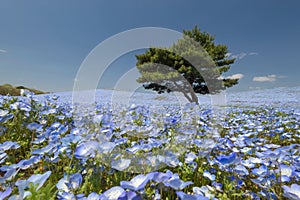 Nemophila flower filed at Hitachi Seaside Park