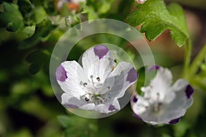 Nemophila flower in the garden close-up.