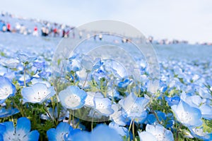 Nemophila flowers baby blue eyes