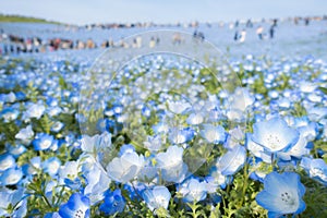 Nemophila flowers baby blue eyes