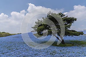 Nemophila flowers garden at Hitashi seaside park,ibaraki,Japan.