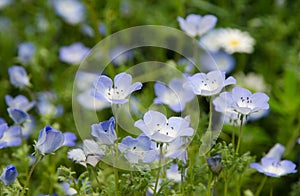 Nemophila harmony flower