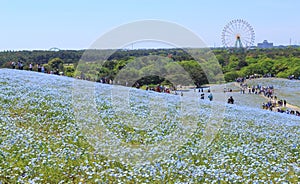 Nemophila photo