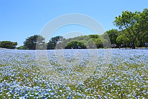 Nemophila photo