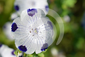 Nemophila maculata, also known as baby blue eyes and fivespot