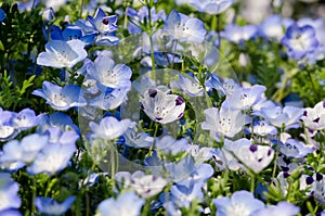 Nemophila menziesii