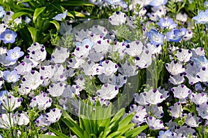 Nemophila menziesii