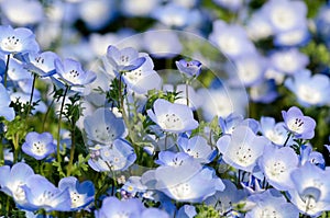 Nemophila menziesii