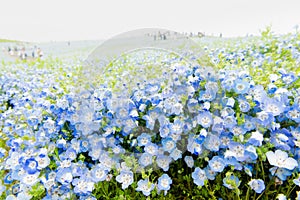 Nemophila menziesii baby blue-eyed flower, flower field