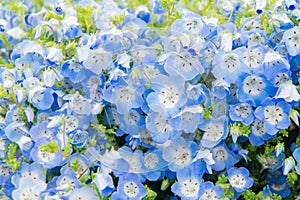 Nemophila menziesii baby blue-eyed flower, flower field