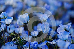 Nemophila menziesii - Baby blue eyes