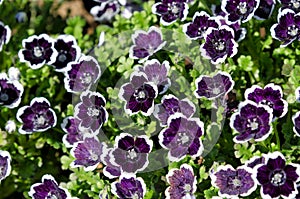 Nemophila menziesii photo