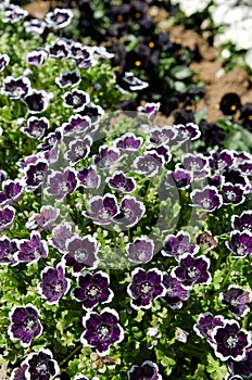 Nemophila menziesii photo