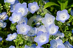 Nemophila menziesii photo