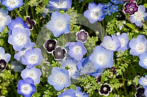 Nemophila menziesii photo