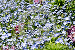 Nemophila menziesii photo