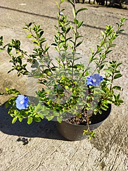 Nemophila menziesii

flower blooms in the morning.