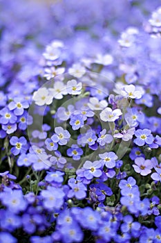 Nemophila. Spring blue flowers. Flower texture.