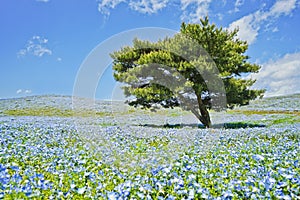 Nemophila and tree.