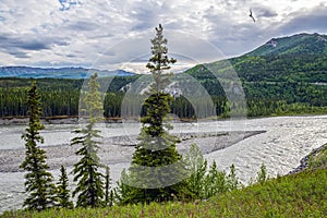 Nenana in Denali