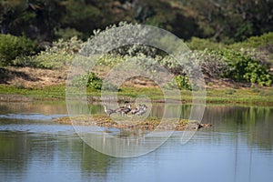 The Nene (Branta sandvicensis) is the last surviving goose of Hawaii and it\'s considered endangered.