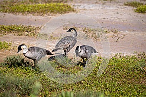 The Nene (Branta sandvicensis) is the last surviving goose of Hawaii and it\'s considered endangered.