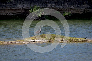 The Nene (Branta sandvicensis) is the last surviving goose of Hawaii and it\'s considered endangered.