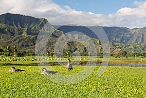 Nene geese in Hanalei Valley on Kauai