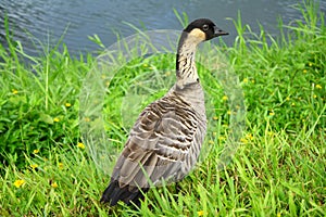 NeNe Goose