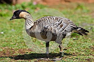 Nene Goose