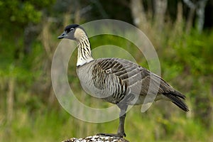 Nene goose