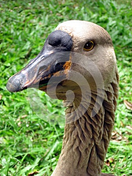 Nene Goose