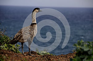 Nene Goose in Hawaii