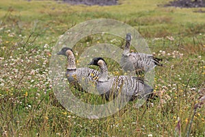 Nene Goose,Hawaiian goose, (Branta Sandvicensis) Big Island Hawaii,USA