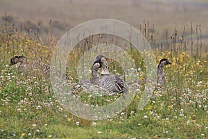 Nene Goose,Hawaiian goose, (Branta Sandvicensis) Big Island Hawaii,USA