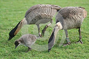 Nene gosling
