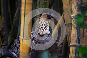 Nene or Hawaiian Goose